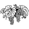 FRUIT005