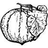 FRUIT007