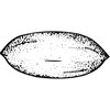 FRUIT006