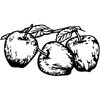 FRUIT018