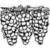 FRUIT015
