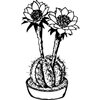 CACTUS03