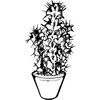 CACTUS04