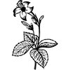 FLOWER06